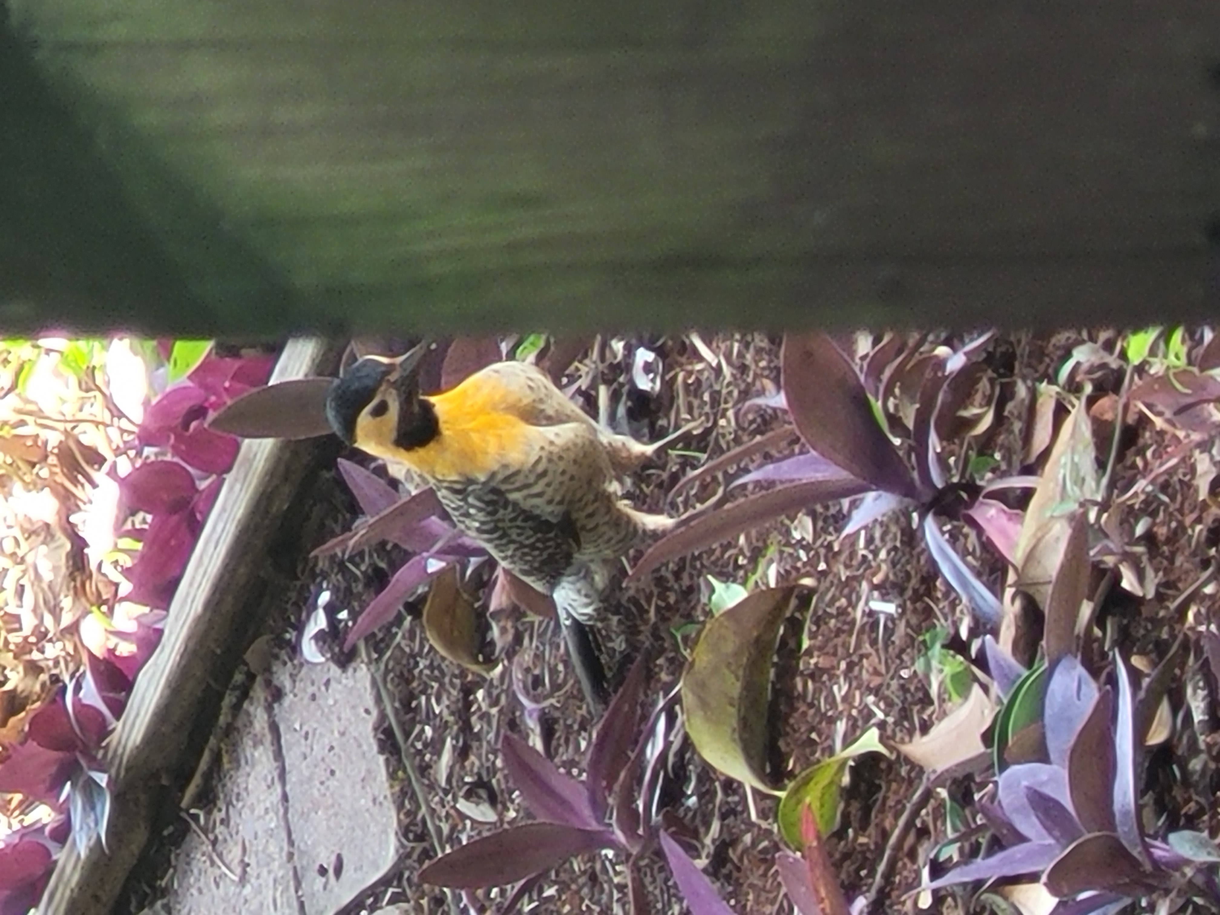 Ave nativa observada no Hotel Passarim